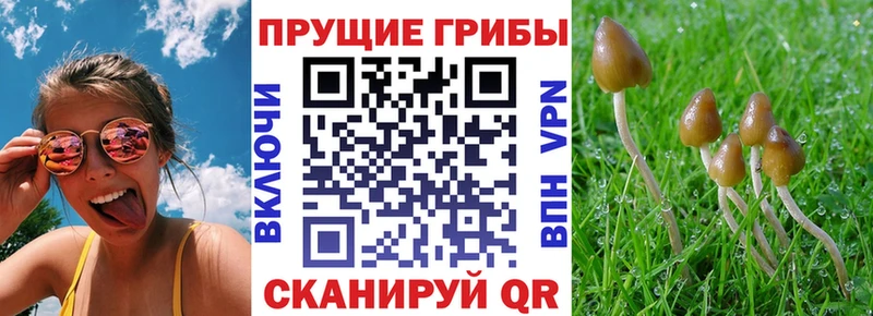 Галлюциногенные грибы прущие грибы Приморско-Ахтарск